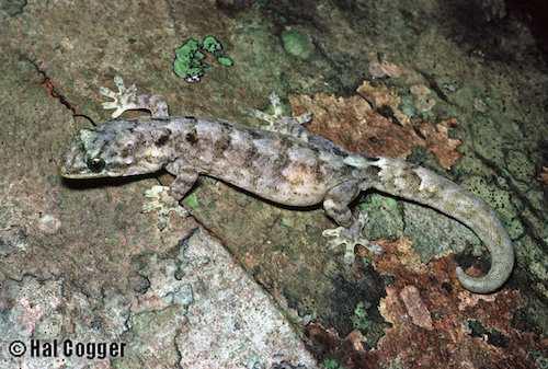 Christmas Island gecko (Lepidodactylus listeri)