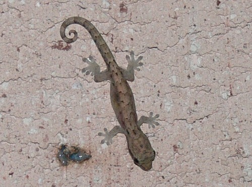 mourning gecko (Lepidodactylus lugubris)