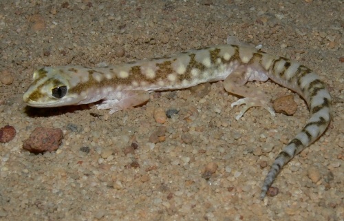 white-spotted ground gecko (Lucasium alboguttatum)