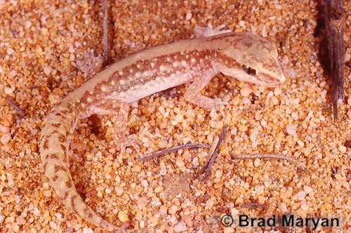 Southern sandplain gecko (Lucasium bungabinna)