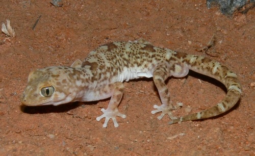gibber gecko (Lucasium byrnei)