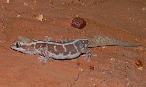 pale-striped ground gecko (Lucasium immaculatum)