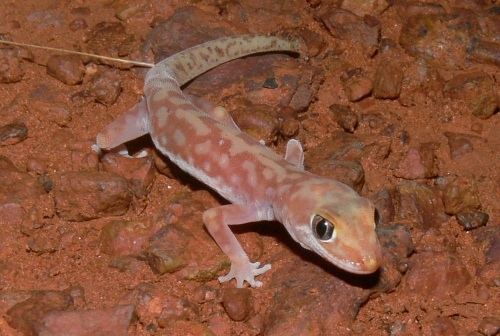 mottled ground gecko (Lucasium squarrosum)