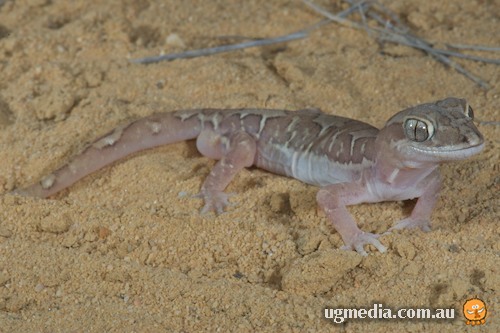box-patterned gecko (Lucasium steindachneri)