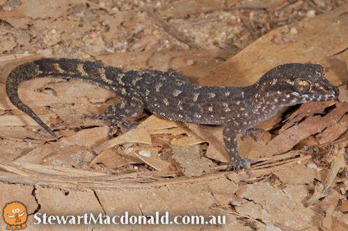 Eborac Island gecko (Nactus eboracensis)