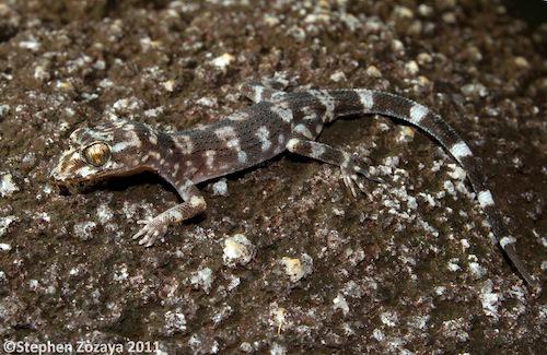 Black Mountain gecko (Nactus galgajuga)