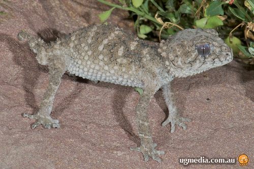 prickly knob-tailed gecko (Nephrurus asper)