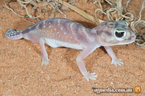 Pernatty knob-tailed gecko (Nephrurus deleani)
