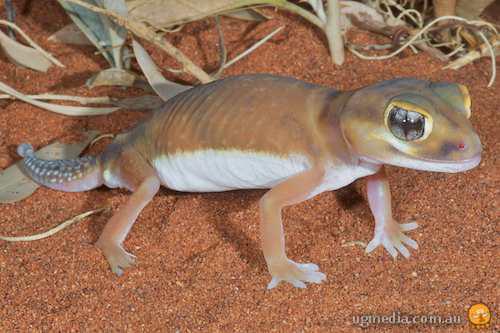 pale knob-tailed gecko (Nephrurus laevissimus)