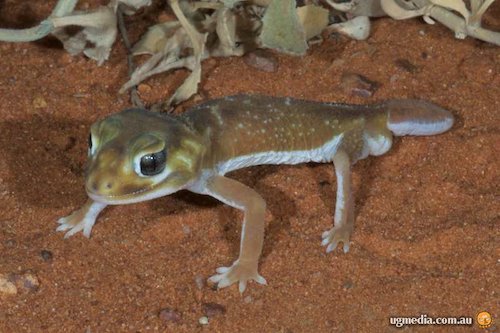 smooth knob-tailed gecko (Nephrurus levis)