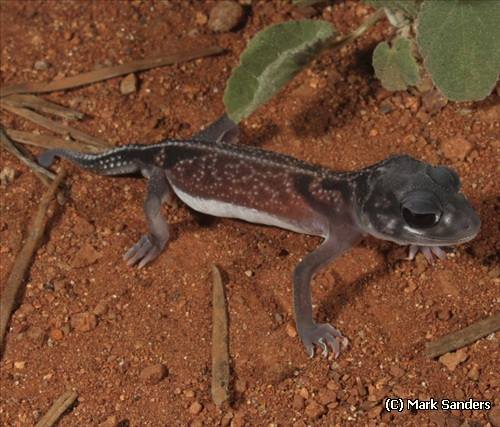 midline knob-tailed gecko (Nephrurus vertebralis)