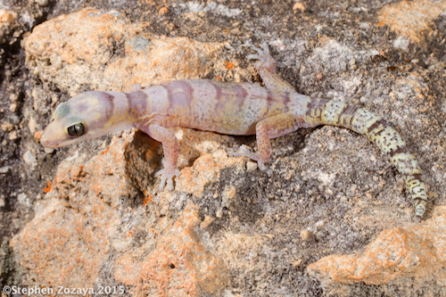 silver-eyed velvet gecko (Oedura argentea)