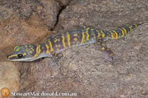 Gulf marbled velvet gecko (Oedura bella)