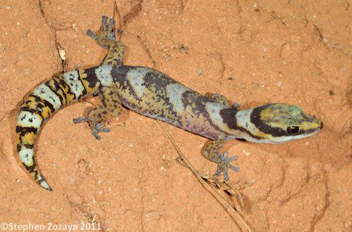 northern velvet gecko (Oedura castelnaui)