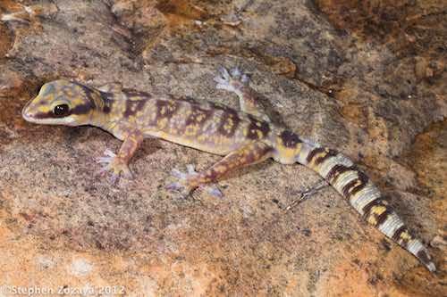 inland marbled velvet gecko (Oedura cincta)