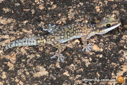 northern spotted velvet gecko (Oedura coggeri)