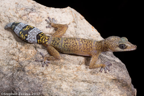 fringe-toed velvet gecko (Oedura filicipoda)