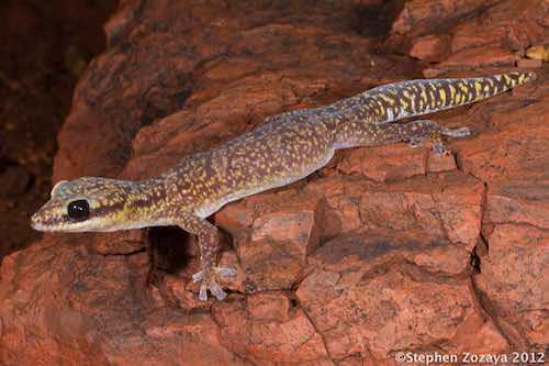 western marbled velvet gecko (Oedura fimbria)