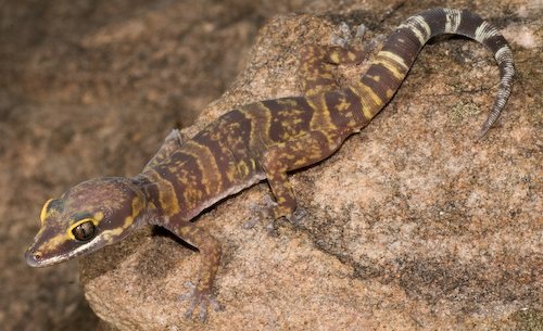gracile velvet gecko (Oedura gracilis)