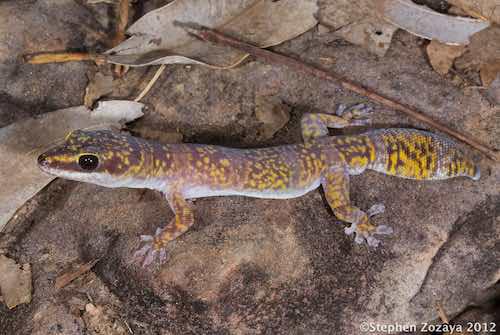 marbled velvet gecko (Oedura marmorata)