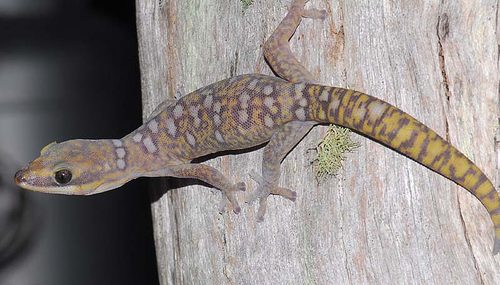 ocellated velvet gecko (Oedura monilis)