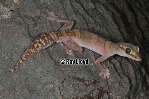 Limestone Range velvet gecko (Oedura murrumanu)