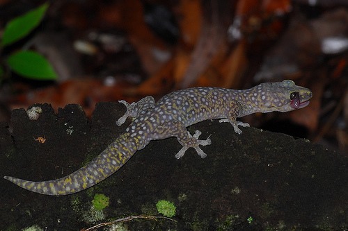 southern spotted velvet gecko (Oedura tryoni)