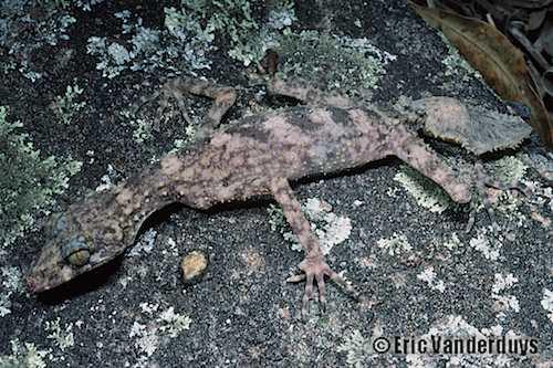 McIlwraith leaf-tailed gecko (Orraya occultus)