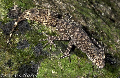 riverine leaf-tailed gecko (Phyllurus amnicola)