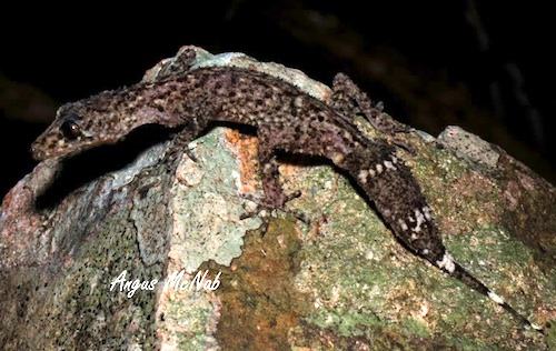 Champion's leaf-tailed gecko (Phyllurus championae)