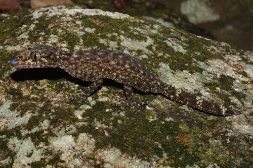 Gulbaru gecko (Phyllurus gulbaru)
