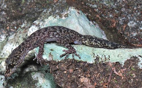 Mount Jukes broad-tailed gecko (Phyllurus isis)