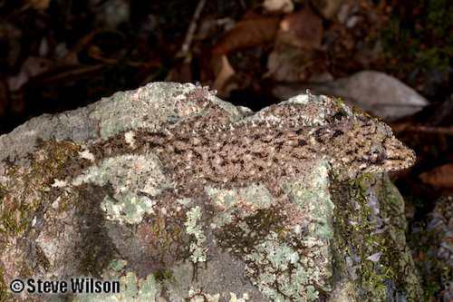 Oakview leaf-tailed gecko (Phyllurus kabikabi)