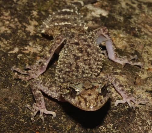 Mount Ossa leaf-tailed gecko (Phyllurus ossa)