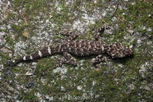 Pinnacles Leaf-tailed Gecko (Phyllurus pinnaclensis)