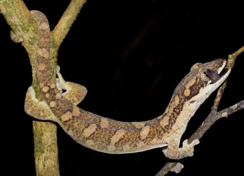 giant tree gecko (Pseudothecadactylus australis)