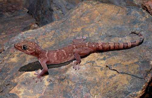 western giant cave gecko (Pseudothecadactylus cavaticus)