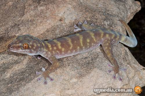 northern giant cave gecko (Pseudothecadactylus lindneri)