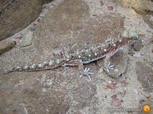 border beaked gecko (Rhynchoedura angusta)