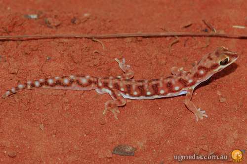 Eyre Basin beaked gecko (Rhynchoedura eyrensis)