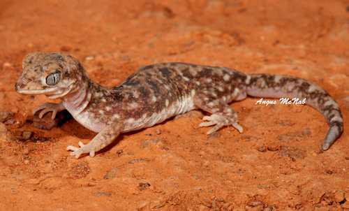 Brigalow beaked gecko (Rhynchoedura mentalis)