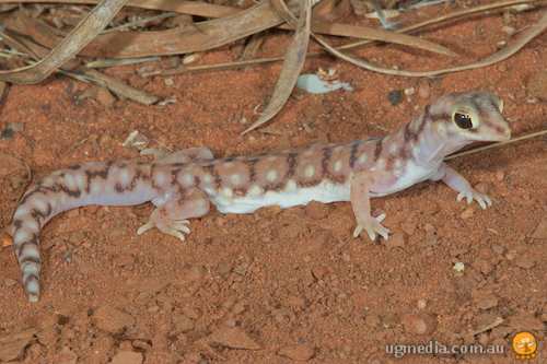 western beaked gecko (Rhynchoedura ornata)