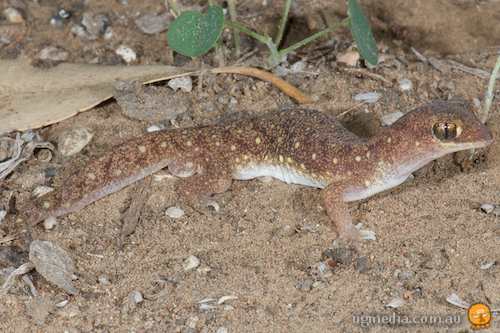northern beaked gecko (Rhynchoedura sexapora)