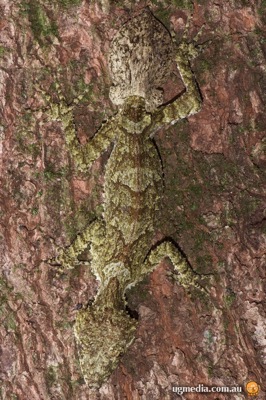 northern leaf-tailed gecko (Saltuarius cornutus)