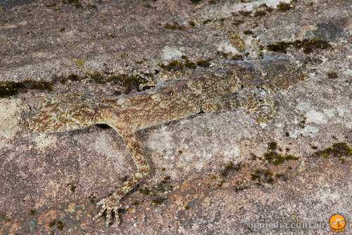 Kate's leaf-tailed gecko (Saltuarius kateae)