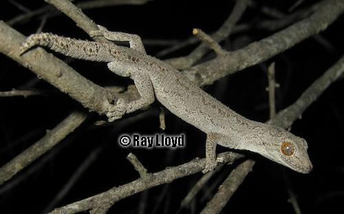 thorn-tailed gecko (Strophurus assimilis)