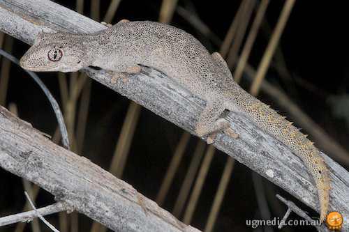 northern spiny-tailed gecko (Strophurus ciliaris)