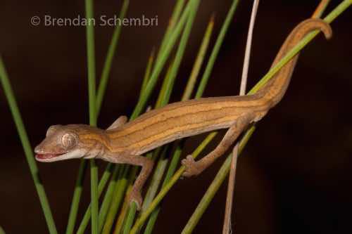 Arnhem phasmid gecko (Strophurus horneri)