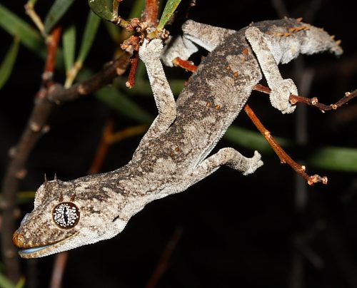 Kristin's spiny-tailed gecko (Strophurus krisalys)