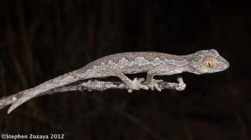 Exmouth spiny-tailed gecko (Strophurus rankini)